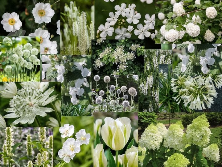 Mood board white garden